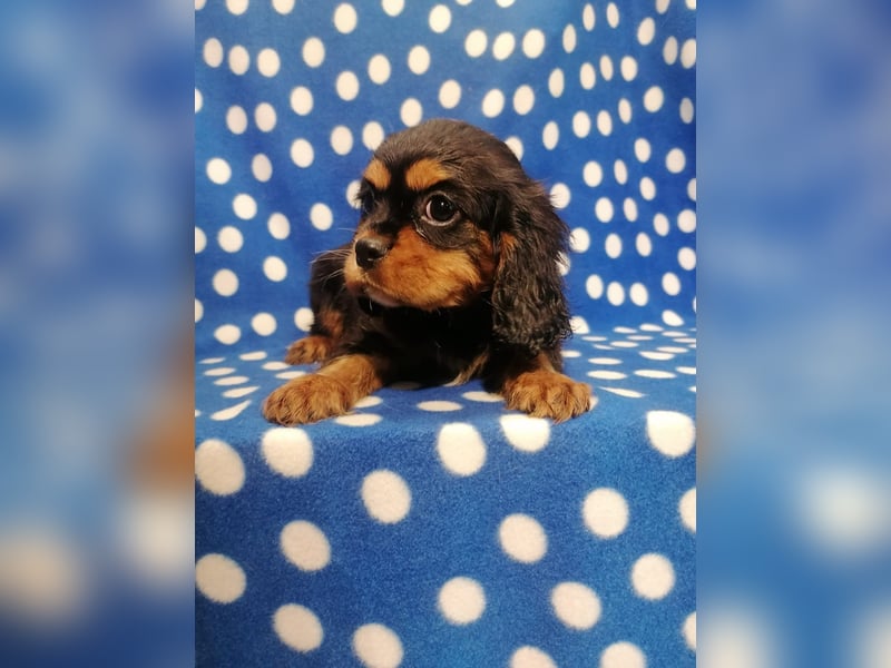 Cavalier King Charles Spaniel Rüde Welpe