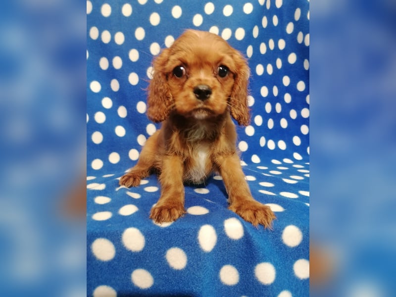 Cavalier King Charles Spaniel Rüde Welpe