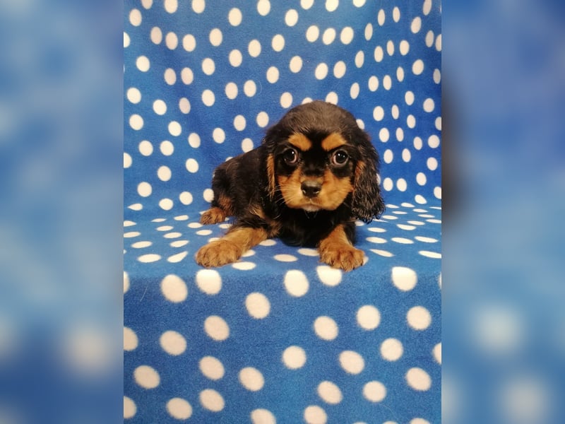 Cavalier King Charles Spaniel Rüde Welpe