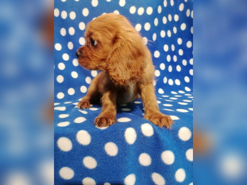 Cavalier King Charles Spaniel Rüde Welpe