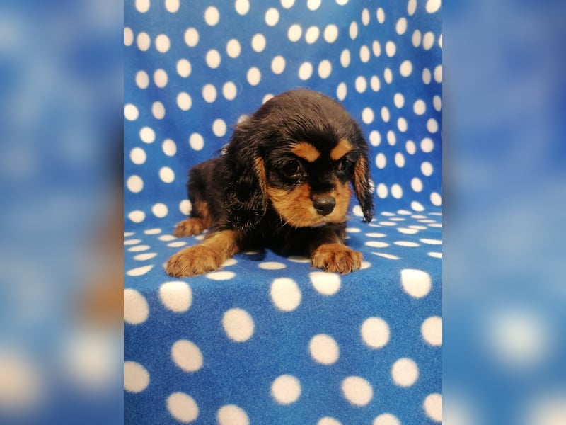 Cavalier King Charles Spaniel Rüde Welpe