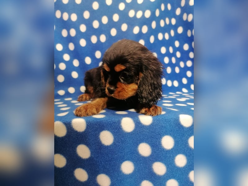 Cavalier King Charles Spaniel Rüde Welpe