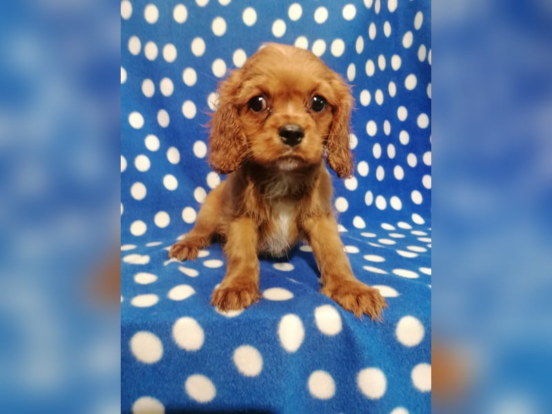 Cavalier King Charles Spaniel Rüde Welpe