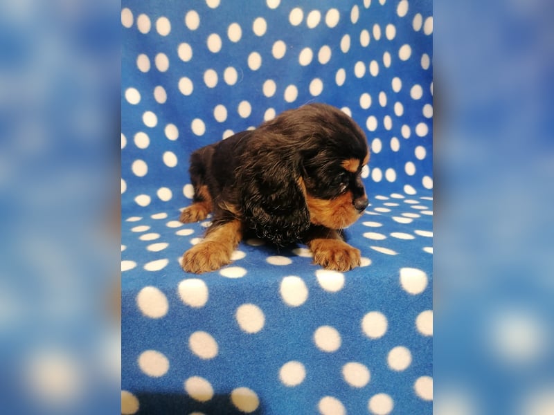 Cavalier King Charles Spaniel Rüde Welpe