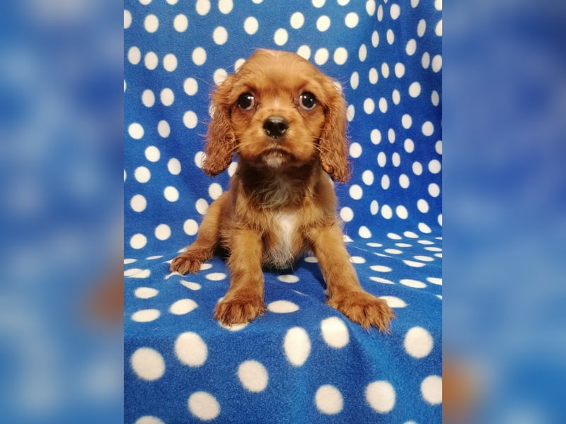 Cavalier King Charles Spaniel Rüde Welpe