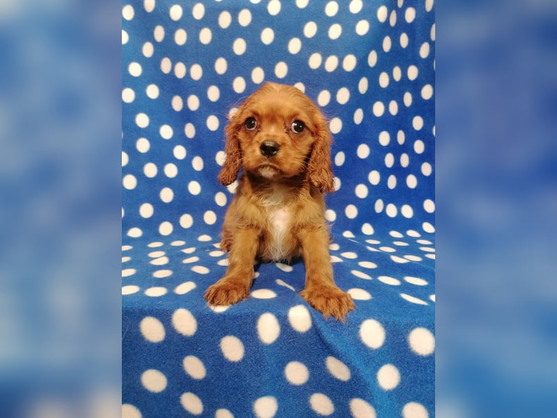 Cavalier King Charles Spaniel Rüde Welpe