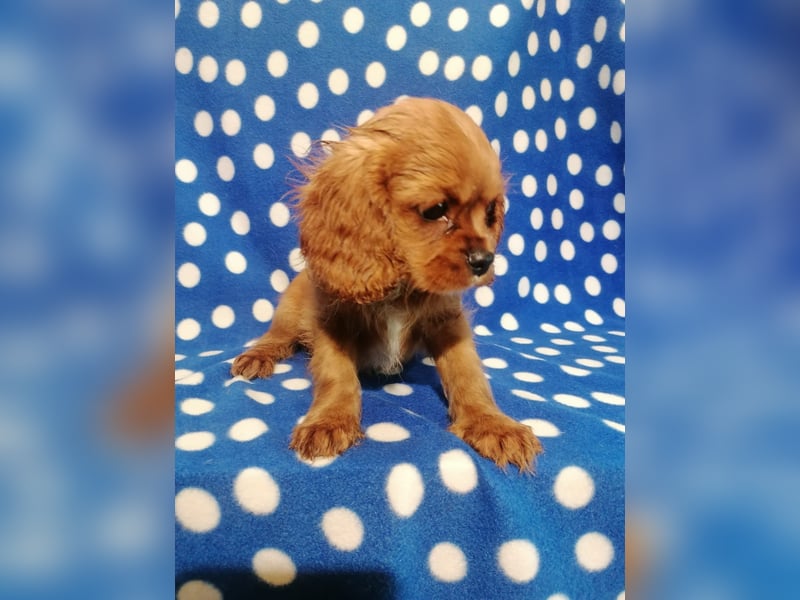 Cavalier King Charles Spaniel Rüde Welpe