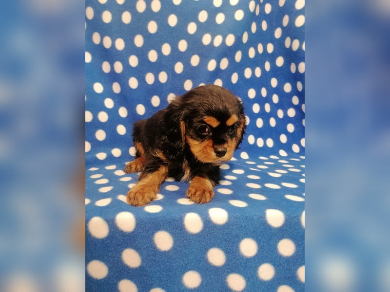 Cavalier King Charles Spaniel Rüde Welpe