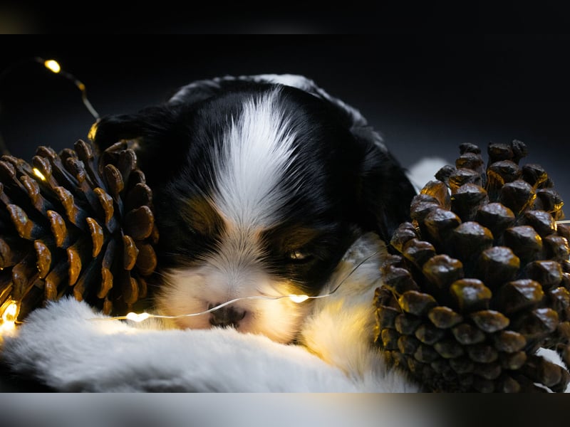 Männlicher Cavalier King Charles Spaniel Welpe mit Top-Blutlinie und reiner Genetik zu verkaufen