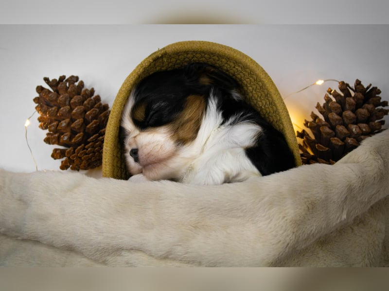 Männlicher Cavalier King Charles Spaniel Welpe mit Top-Blutlinie und reiner Genetik zu verkaufen