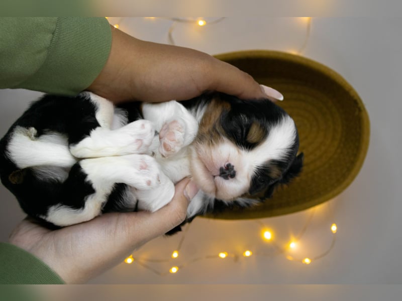 Männlicher Cavalier King Charles Spaniel Welpe mit Top-Blutlinie und reiner Genetik zu verkaufen