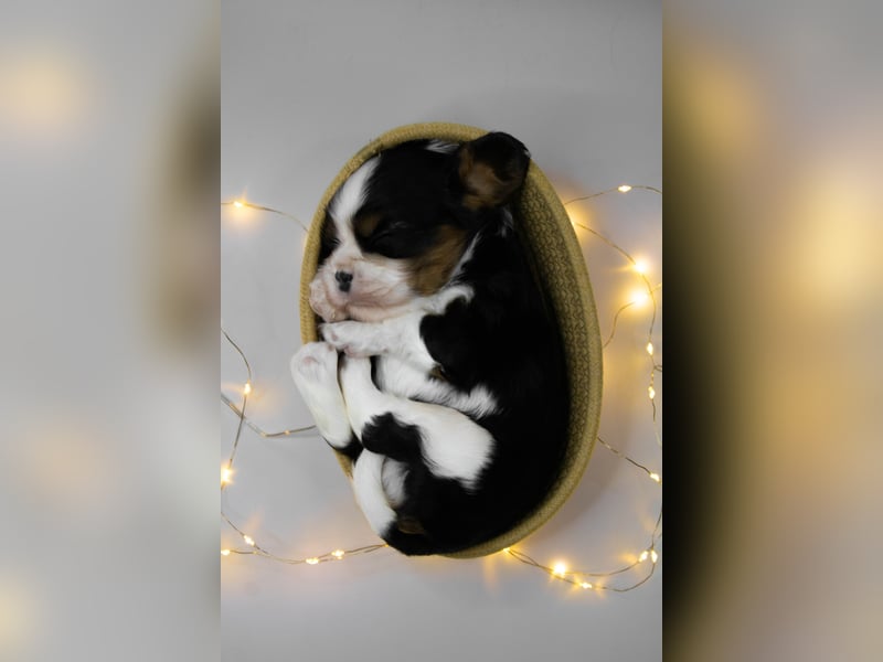 Männlicher Cavalier King Charles Spaniel Welpe mit Top-Blutlinie und reiner Genetik zu verkaufen