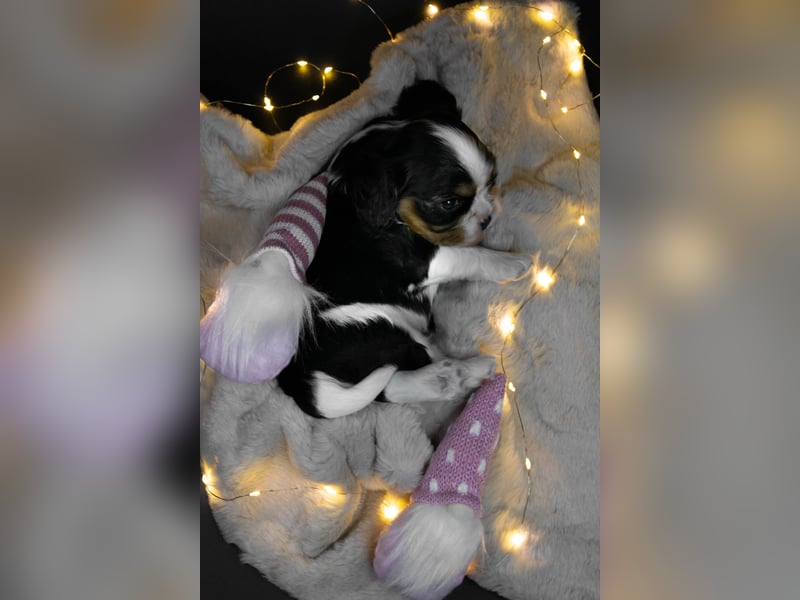Männlicher Cavalier King Charles Spaniel Welpe mit Top-Blutlinie und reiner Genetik zu verkaufen