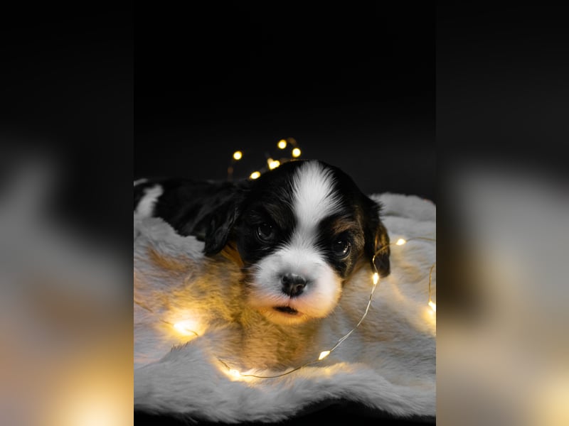 Männlicher Cavalier King Charles Spaniel Welpe mit Top-Blutlinie und reiner Genetik zu verkaufen