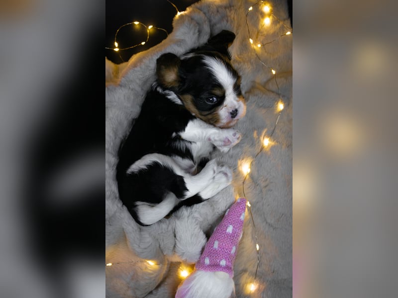 Männlicher Cavalier King Charles Spaniel Welpe mit Top-Blutlinie und reiner Genetik zu verkaufen