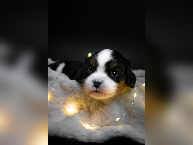Männlicher Cavalier King Charles Spaniel Welpe mit Top-Blutlinie und reiner Genetik zu verkaufen