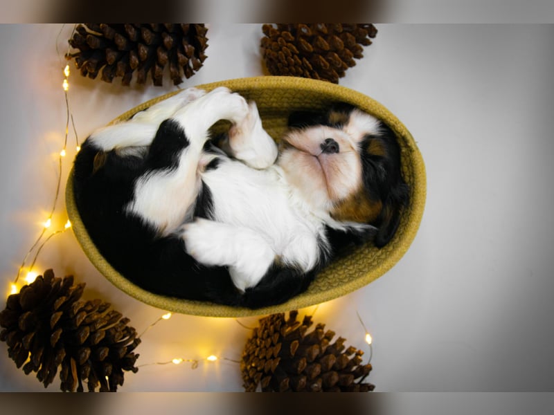 Männlicher Cavalier King Charles Spaniel Welpe mit Top-Blutlinie und reiner Genetik zu verkaufen