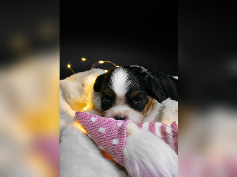 Männlicher Cavalier King Charles Spaniel Welpe mit Top-Blutlinie und reiner Genetik zu verkaufen