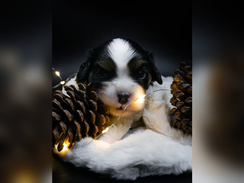 Männlicher Cavalier King Charles Spaniel Welpe mit Top-Blutlinie und reiner Genetik zu verkaufen