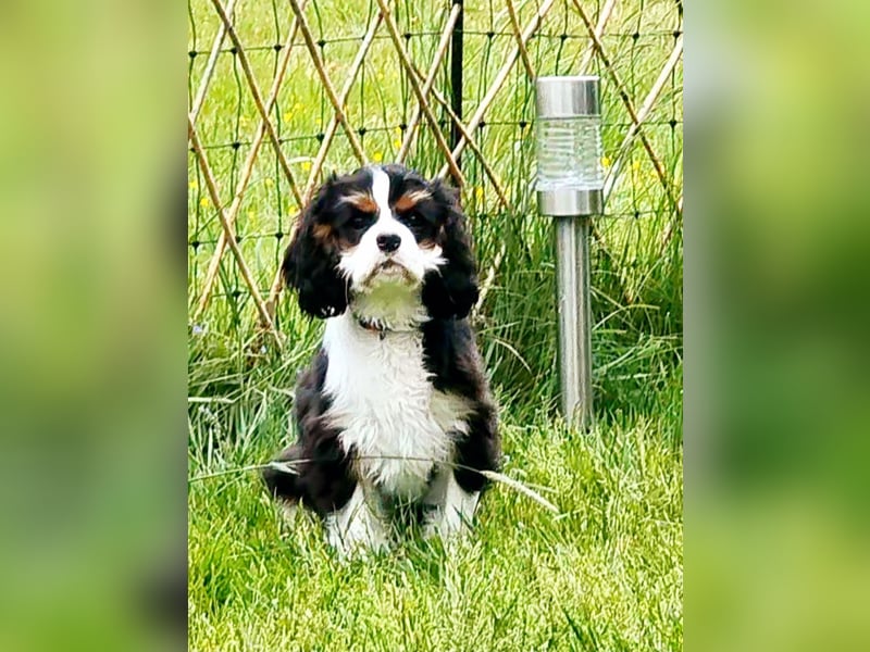 Cavalier King Charles Spaniel Tricolor Rüde