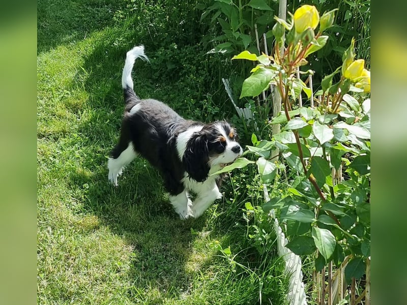 Cavalier King Charles Spaniel Tricolor Rüde