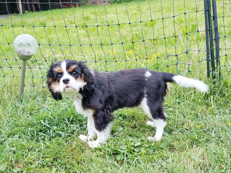 Cavalier King Charles Spaniel Tricolor Rüde