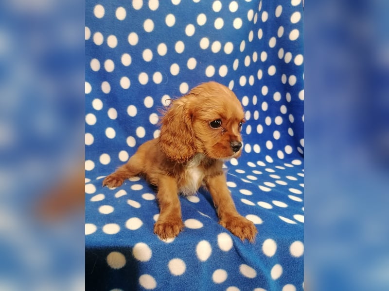 Cavalier King Charles Spaniel Rüde Welpe