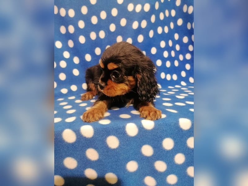 Cavalier King Charles Spaniel Rüde Welpe