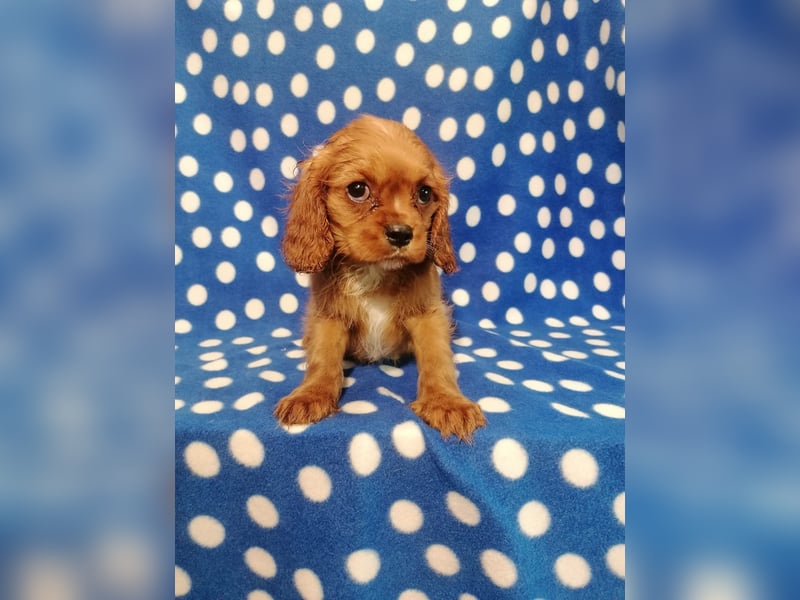 Cavalier King Charles Spaniel Rüde Welpe