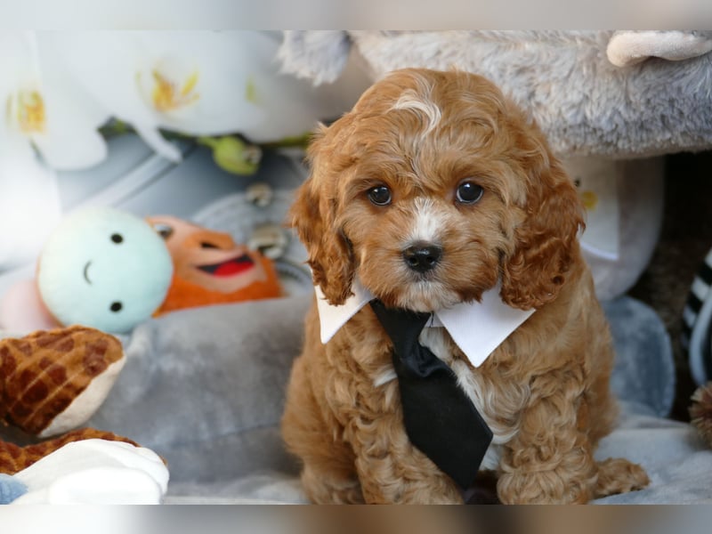 Wunderschöne Cavapoo Welpen  (Toypudel/Zwergpudel + Cavalier King Charles Spaniel) mit Ahnentafel