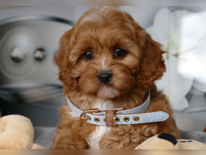 Wunderschöne Cavapoo Welpen  (Toypudel/Zwergpudel + Cavalier King Charles Spaniel) mit Ahnentafel