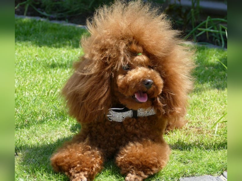 Wunderschöne Cavapoo Welpen  (Toypudel/Zwergpudel + Cavalier King Charles Spaniel) mit Ahnentafel