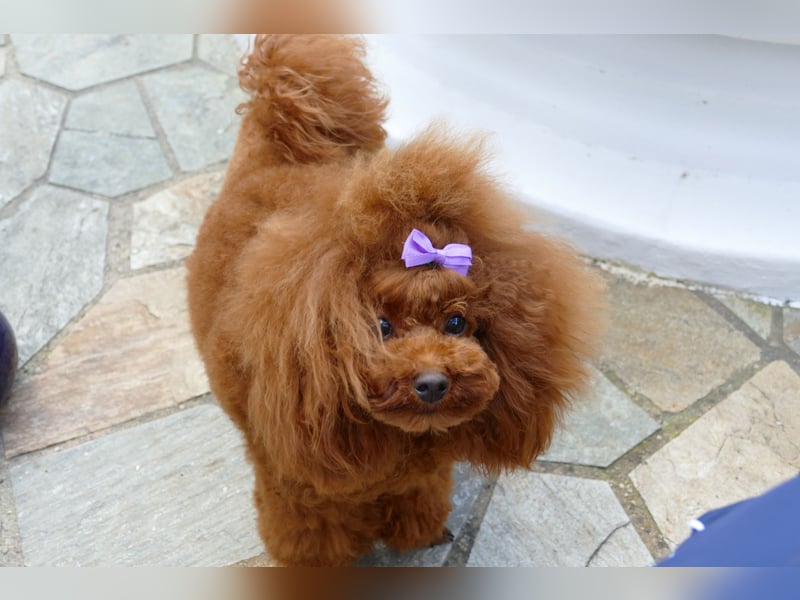 Wunderschöne Cavapoo Welpen  (Toypudel/Zwergpudel + Cavalier King Charles Spaniel) mit Ahnentafel