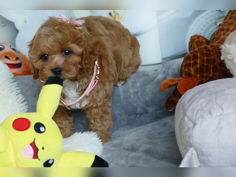 Wunderschöne Cavapoo Welpen  (Toypudel/Zwergpudel + Cavalier King Charles Spaniel) mit Ahnentafel