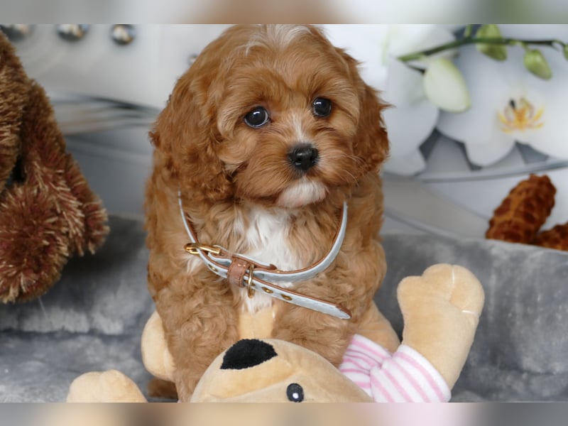 Wunderschöne Cavapoo Welpen  (Toypudel/Zwergpudel + Cavalier King Charles Spaniel) mit Ahnentafel