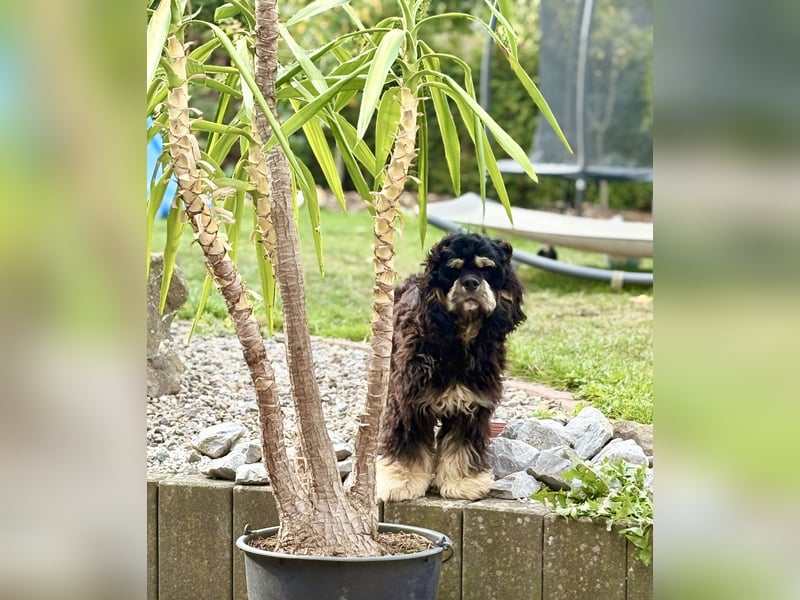 Cavapoo rüde sucht seine Familie