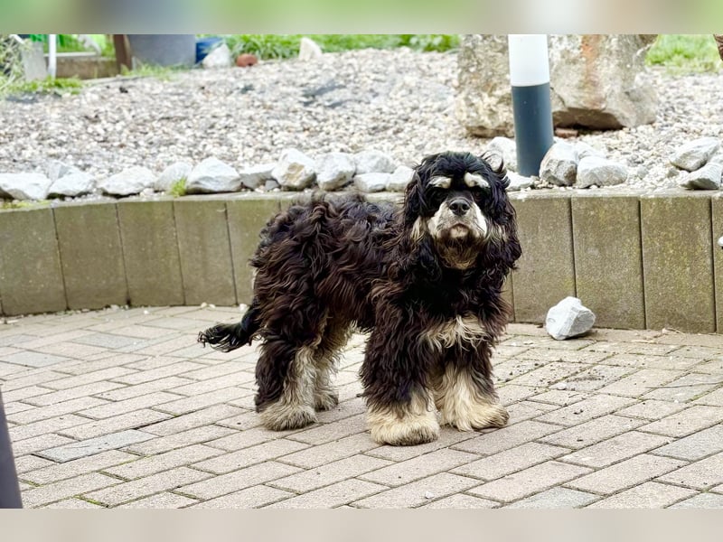 Cavapoo rüde sucht seine Familie