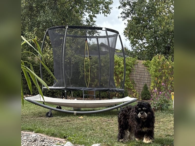 Cavapoo rüde sucht seine Familie