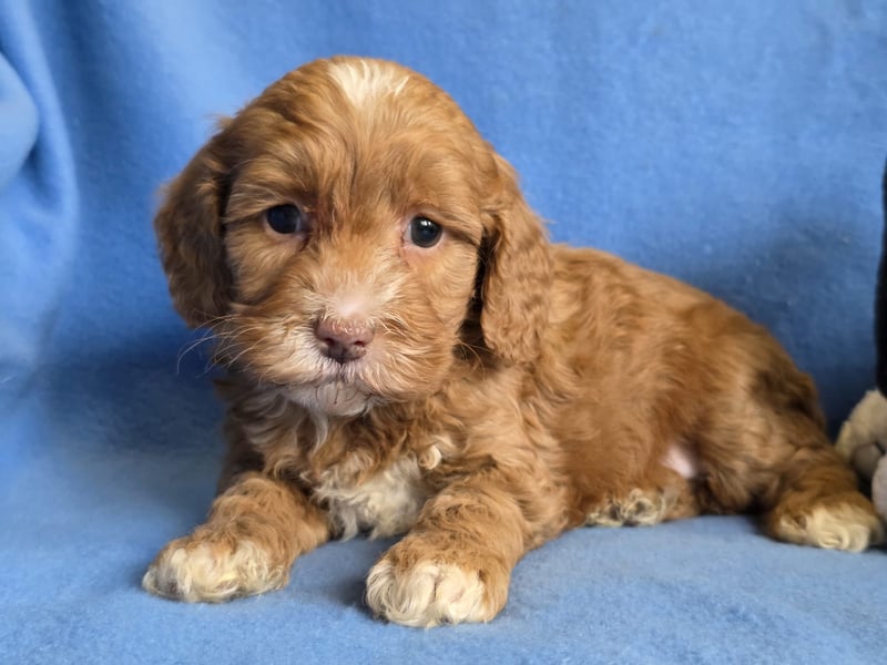 Cavapoo welpen