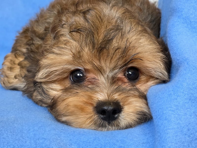 Cavapoo welpen