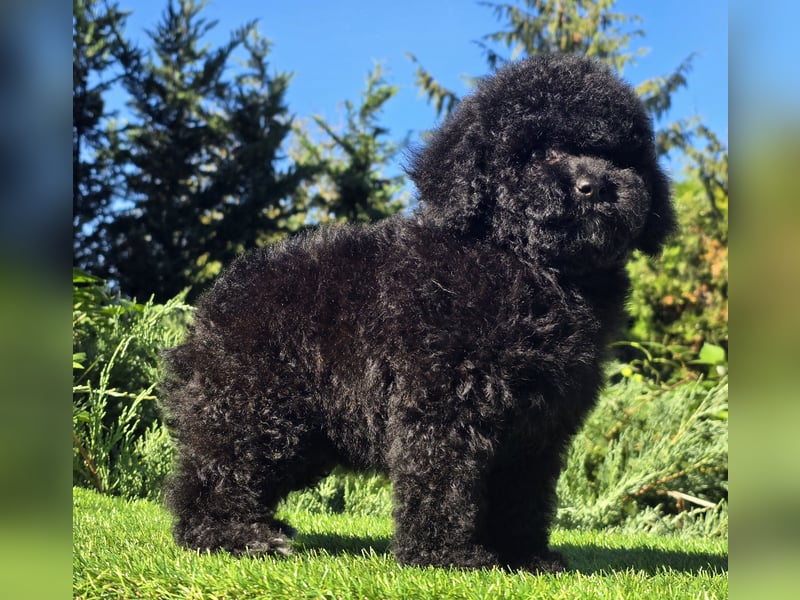Cavapoo welpen