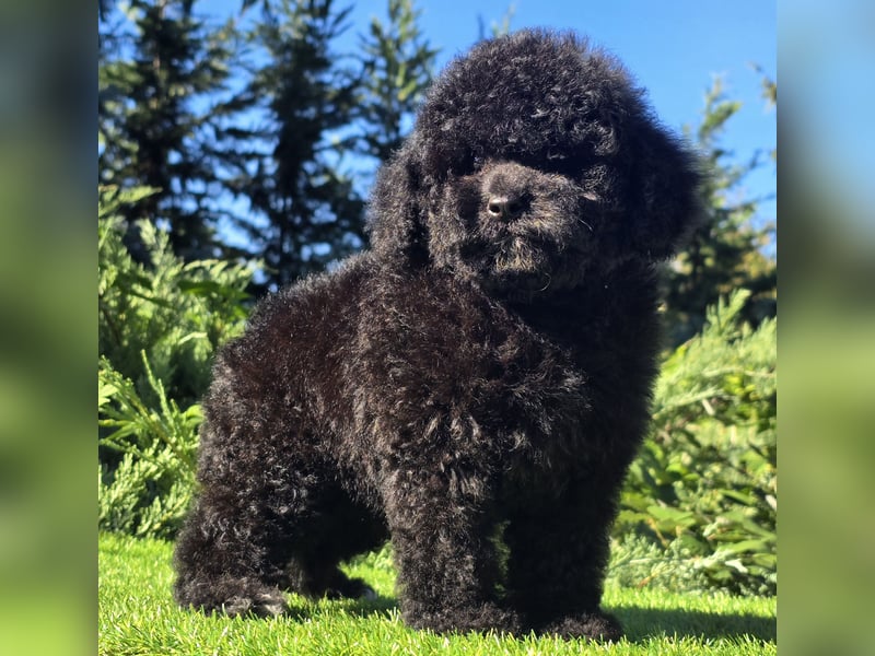 Cavapoo welpen