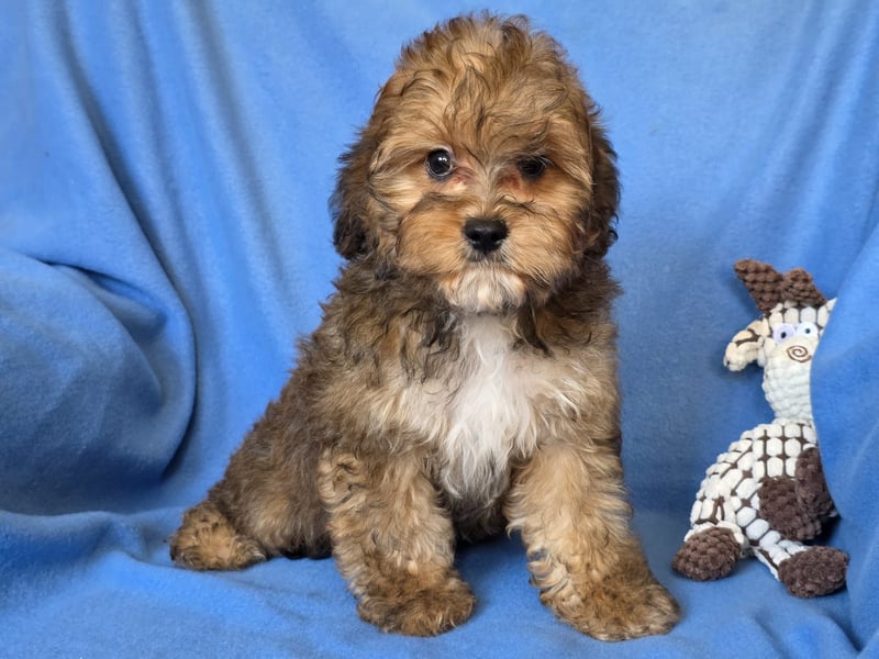 Cavapoo welpen