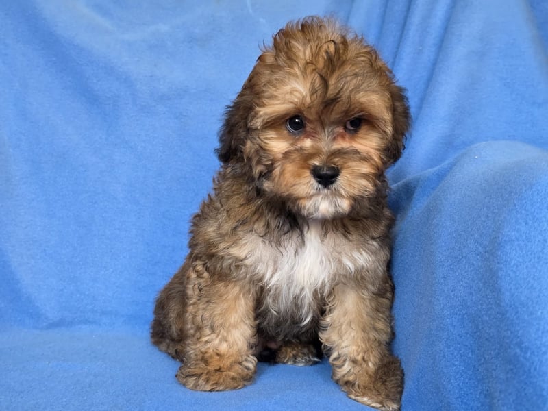 Cavapoo welpen