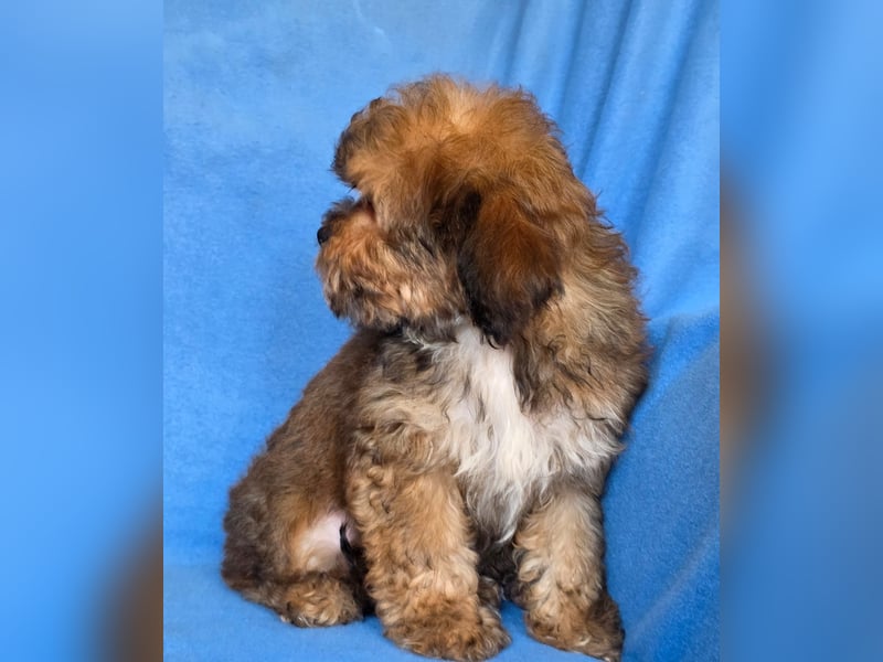 Cavapoo welpen