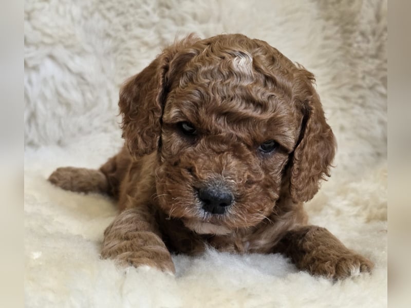 Cavapoo welpen