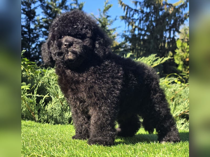 Cavapoo welpen
