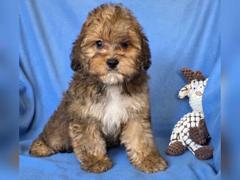 Cavapoo welpen