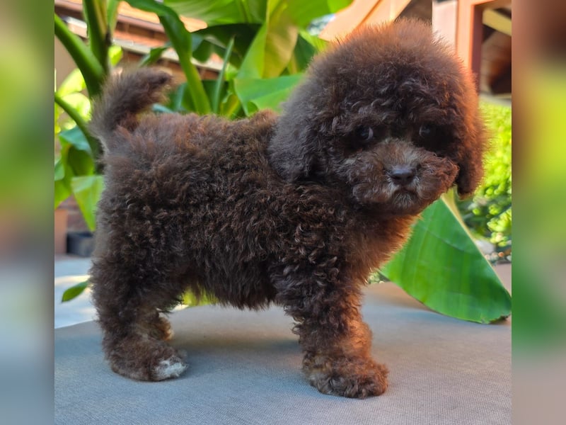Cavapoo welpen