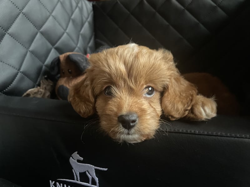 Cockapoo Cavapoorüde